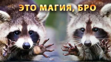 Практика дарения радости жизни и любви